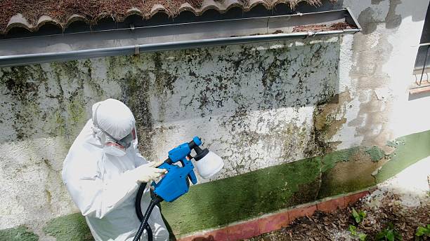 Mold Removal service in Louisville